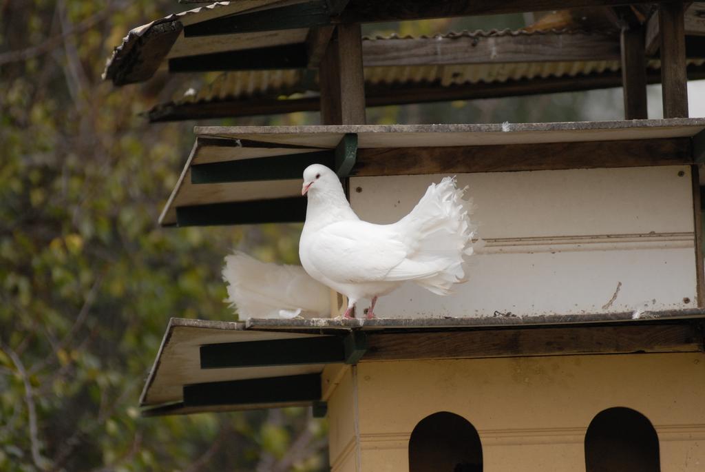 Bed and Breakfast The Dove Cote Tanunda Exterior foto