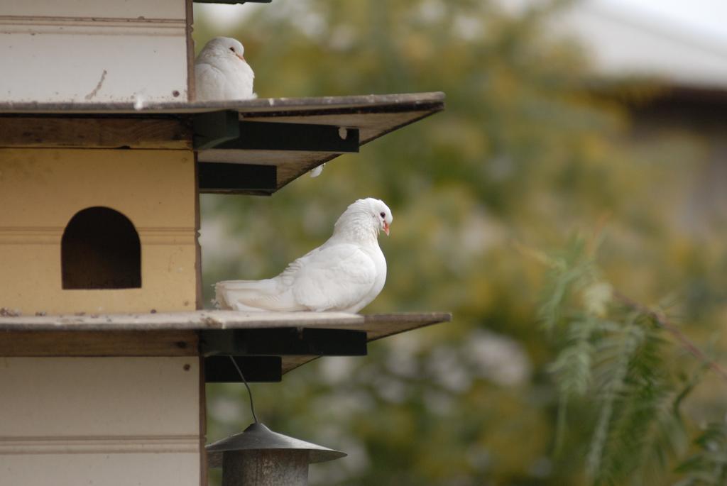 Bed and Breakfast The Dove Cote Tanunda Exterior foto